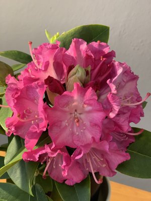 Rhododendron GERMANIA