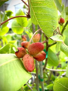 Pistacia vera - KERMAN+PETER nevěsta+ženich