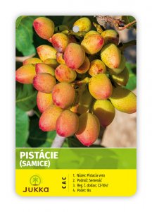 Pistacia vera - SIRORA+C-SPECIAL nevěsta+ženich