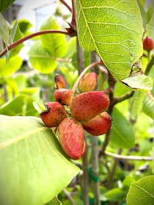 Pistacia vera - SIRORA+C-SPECIAL nevěsta+ženich