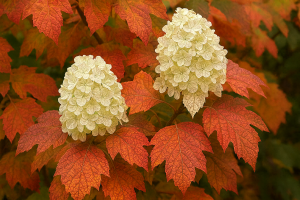 Hortenzia dubolistá - JETSTREAM®