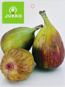 Figovník MADELEINE DES DEUX SAISON