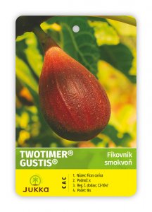 Figovník TWOTIMER GUSTIS