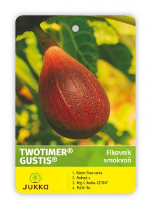 Figovník TWOTIMER GUSTIS