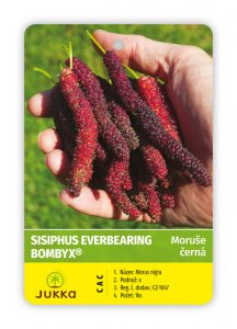 Moruše SISIPHUS EVERBEARING BOMBYX