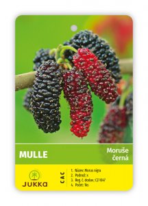 Moruše MULLE