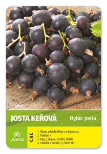 Josta keřová JOGUSTO® - kontejner