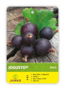 Josta keřová JOGUSTO® - kontejner
