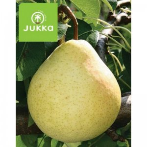 Hrušeň zakrslá PODZIMNÍ ŽLUTÁ - kontejner