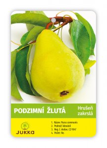 Hrušeň zakrslá PODZIMNÍ ŽLUTÁ - kontejner