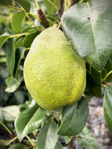 Hruška stĺpcovito rastúci JESENNÁ ŽLTÁ - kontajner