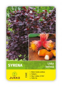Líska keřová SYRENA