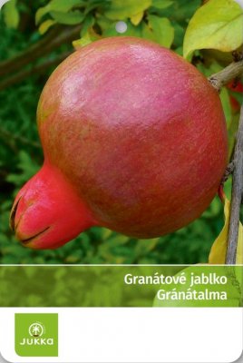Granátovník púnsky HAKU BOTAN
