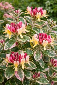 Meruzalka krvavá AMORE® - kontejner