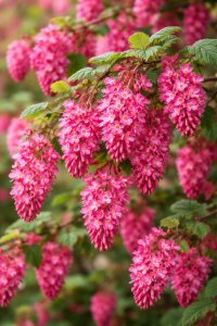 Ríbezľa krvavá  AMORE® - kontajner