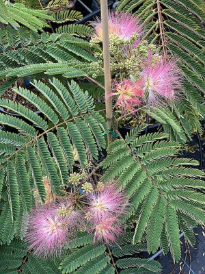 Albízia ružová TROPICAL DREAM - kontajner