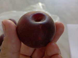 Slivkomarhuľa APRISALI® - kontajner