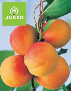 Marhuľa ETELA-kontajner