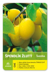 Slivka ŠPENDLÍK ŽLTÝ - kontajner