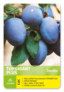 Slivka TOP GIGANT-kontajner