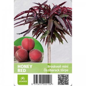 Broskyňa zakrpatená mini BALKONELLA - kontajner