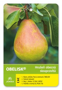 Hrušeň sloupcovitě rostoucí OBELISK® - kontejner