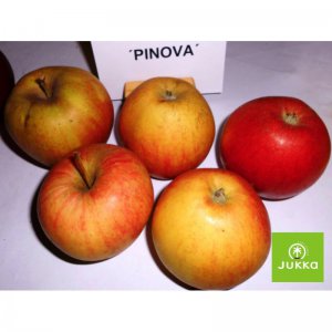 Jabloň PINOVA - kontajner