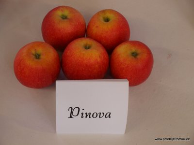 Jabloň PINOVA - kontejner