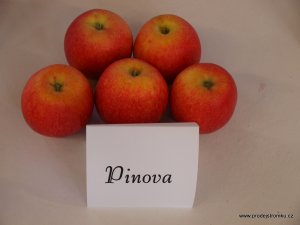 Jabloň PINOVA - kontejner