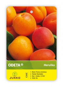 Marhuľa ODETA - kontajner