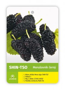 Moruše zakrslá SHIN - TSO - kontejner