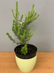 Myrtus communis - kontejner