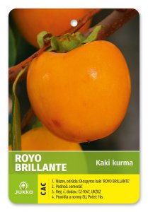 Hurmikaki (Ebenovník rajčiakový)  ROYO BRILLANTE - kontajner