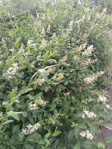 Ligustrum ovalifolium - vtáčí zob vajcovitolistý