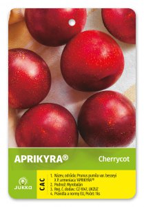 Cherrycot APRIKYRA® - kontajner