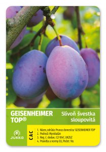 Švestka sloupcovitě rostoucí GEISENHEIMER TOP® - kontejner