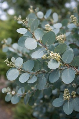 Eucalyptus - SILVER DOLAR