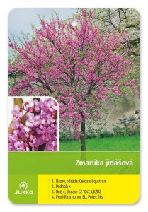 Judášovec strukovitý