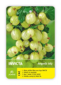 Egreš stromčekový biely INVICTA - kontajner
