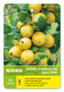 Egreš stromčekový biely RODNIK - kontajner