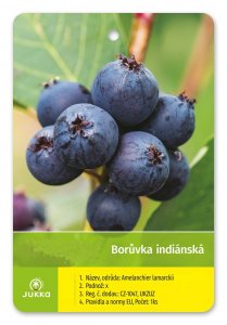 Indiánska čučoriedka Amelanchier PRINCE WILLIAM