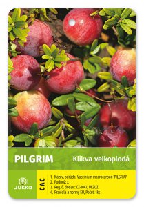 Kľukva (brusnica) PILGRIM