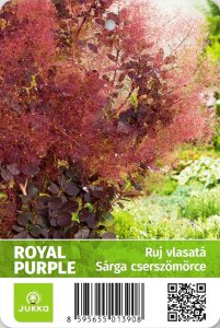 Škumpa vlasatá - ROYAL PURPLE