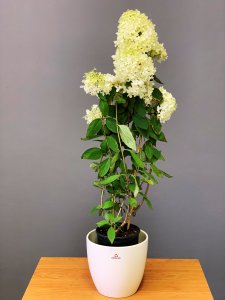 Hortenzia latnatá - FRAISE MELBA® kontejner