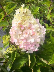 Hortenzia latnatá - FRAISE MELBA® kontejner