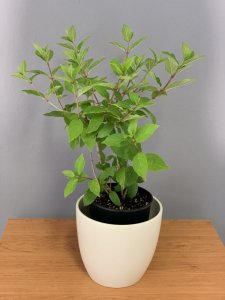 Hortenzia latnatá - MOJITO