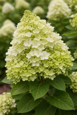 Hortenzie latnatá - MOJITO