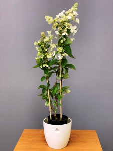 Hortenzia latnatá - PINK DIAMOND kontajner