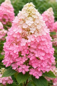 Hortenzia latnatá - PINK DIAMOND kontajner