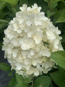 Hortenzie latnatá - SILVER DOLAR - kontejner